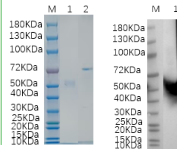 Reducing 4%-20% SDS-PAGE (CBB stained) and WB (Anti-His Mouse Monoclonal antibody) analysis profiles of purified IL5RA.
1. IL5RA: 1 μg
2. BSA: 1 μg
